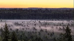Images Dated 16th July 2017: Morning fog and sunrise in Torronsuo National Park, Finland