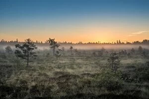 Images Dated 16th July 2017: Morning fog and sunrise in Torronsuo National Park, Finland