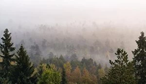 Images Dated 17th September 2017: Morning fog and woodland landscape in Torronsuo National Park, Finland