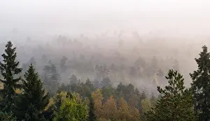 Morning fog and woodland landscape in Torronsuo National Park, Finland