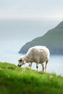 Images Dated 30th July 2019: Morning view on the summer Faroe islands with sheep on a foreground. Streymoy island, Denmark