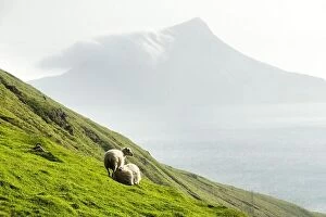 Images Dated 29th July 2019: Morning view on the summer Faroe islands with two sheeps on a foreground. Streymoy island, Denmark