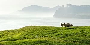 Images Dated 29th July 2019: Morning view on the summer Faroe islands with sheeps on a foreground. Streymoy island, Denmark