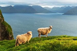 Images Dated 10th August 2019: Morning view on the summer Faroe islands with two sheeps on a foreground. Kalsoy island, Denmark