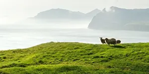 Faroe Islands Prints: Morning view on the summer Faroe islands with sheeps on a foreground
