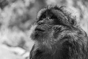 Macaque Prints: Morocco