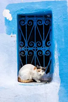 Alleyway Prints: Morocco, Rif region, Chefchaouen the blue city, cat in the medina