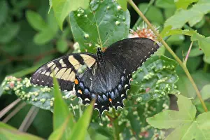 Dorsal Prints: A mosaic (or possible gynandromorph) Eastern Tiger Swallowtail butterfly (Papilio glaucus)