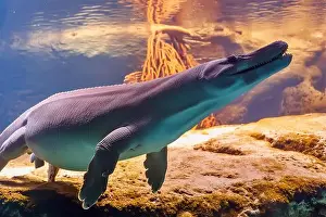 Prehistoric Reptile Prints: Mosasaurus lizard of the Meuse River') is the type genus (defining example) of the mosasaurs