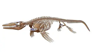 Sea Monster Prints: Mosasaurus Skeleton