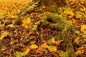 Earthy Prints: Moss-covered tree roots in forest. Lush autumn forest floor with mossy tree roots