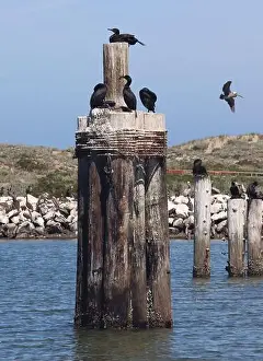 Wild Bird Prints: Moss Landing, CA, USA: 19 June 2024