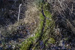 The Rock Prints: Mossy and damp rock wall with dead grasses in the forest