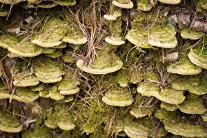 Moss Covered Prints: Mossy Maze Polypore mushrooms, Cerrena unicolor