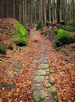 Winding Prints: Mossy rocks and fallen leaves cover the ground around an old cobblestone path winding through a forest in Broumov
