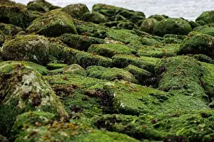 Mossy Rocks and Stones