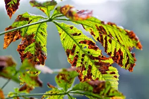Miner Prints: Moth damaged horse-chestnut tree (Aesculus hippocastanum) leaves