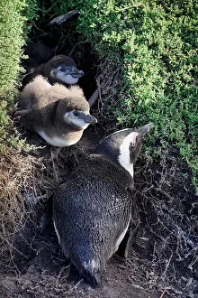 Cape Town Prints: Mother and baby African penguins at Boulders beach, Cape Town, South Africa