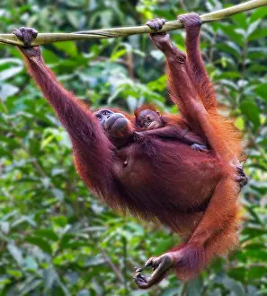 Malaysian Prints: A Mother and Baby Orangutan ( Pongo pygmaeus ) Hanging on a Rope in Borneo, Malaysia
