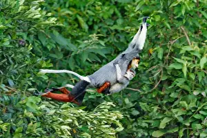 Wildlife Conservation Prints: Mother and baby Red-shanked douc leaping through the canopy at Son Tra nature reserve in Vietnam