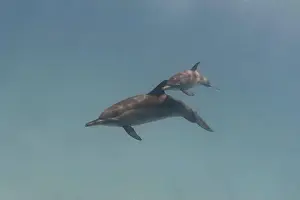 Cetacean Prints: Mother and baby spinner dolphins swimming in the sea underwater