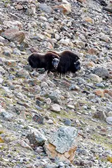 Musk Prints: Mother and calf musk ox, Ovibos moschatus