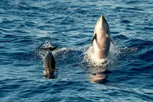 Flipper Prints: A Mother and calf striped dolphin jumping outside the blue sea