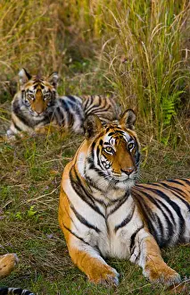 Wild Animals Prints: Mother and cub wild Bengal tiger in the grass