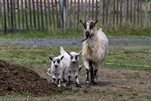 Nurturing Prints: Mother goat with two kids standing close on a dirt farm path