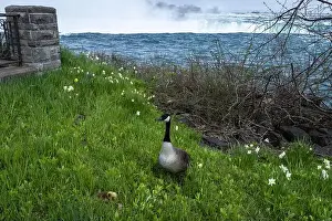Invasive Prints: A mother goose makes a poor nesting choice by Niagara Falls
