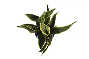 Variegated Prints: Mother-in-law's Tongue (Sansevieria trifasciata Laurentii')