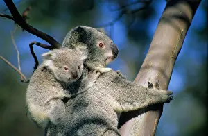 Young Animal Prints: Mother koala (Phascolarctos cinereus) and 6-month old joey. Brisbane, Australia