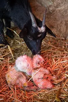 Summer Green Prints: mother and Little white cute goat on a farm