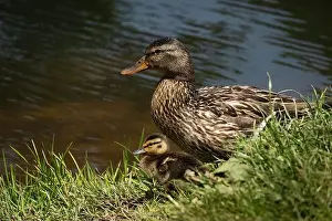 Anseriformes Prints: Mother Mallard duck with her young chick by the water