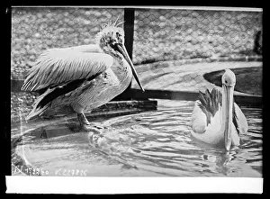 Bird Photography Prints: A mother pelican bathes while the father appears angry at London Zoo in 1933