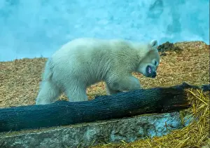 Arctic Summer Prints: Mother polar bear (Ursus maritimus) and yearling Cup at the Karlsruhe Zoo