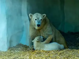 Arctic Summer Prints: Mother polar bear (Ursus maritimus) and yearling Cup at the Karlsruhe Zoo