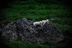 Productive Livestock Prints: Mother sheep and lambs resting on rock in Iceland