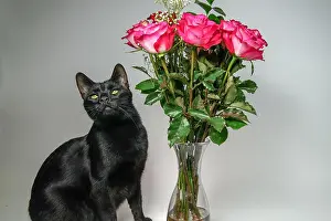 Sincere Prints: Mothers Day Cat Flowers