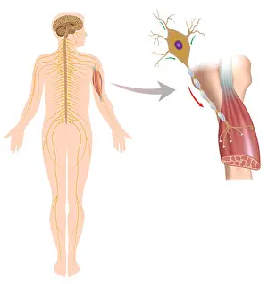 Paralysis Prints: Motor neuron controls muscle movement