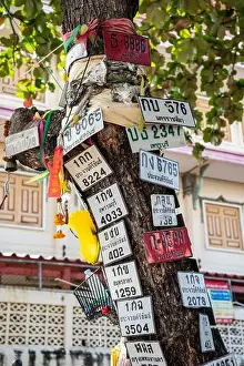 Hua Hin Prints: Motorbike number plate on a tree in the City of Hua Hin in the Province of Prachuap Khiri Khan in Thailand