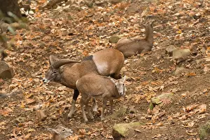 Mammalian Prints: Mouflon sheep (Ovis orientalis ophion) in the Troodos Mountains in Cyprus - one ram and two ewes