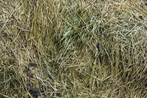 Farm Animals Prints: Mound of mowed and decaying Poa pratensis