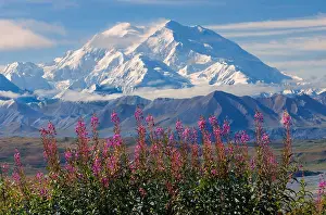 Denali National Park Prints: Mount Denali; Fireweed; Denali National Park; Alaska