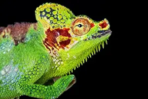 Reptilian Prints: Mount Elgon chameleon (Trioceros hoehnelii altaeelgonis)