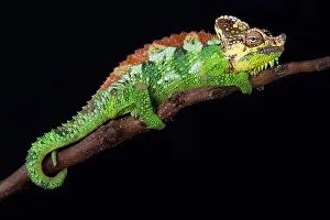 Reptilian Prints: Mount Elgon chameleon (Trioceros hoehnelii altaeelgonis)
