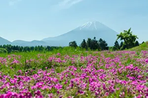 Fuji Prints: Mount fuji and pink moss in may at japan, selective focus blur foreground
