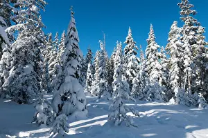Blue Skies Prints: Mount Washington Alpine Resort, Vancouver Island, BC, Canada