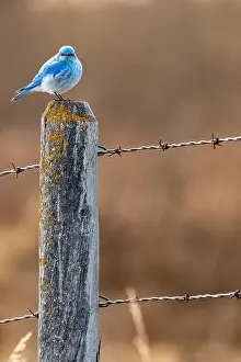 Finch Prints: Mountain bluebird standing on a barbed wire fence post covered in moss during songbird migration in Rocky View County