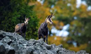 Rubble Prints: Mountain chamois on a rubble autumn field of the Luzickych Mountains. the best photo